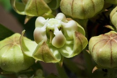 Asclepias tomentosa