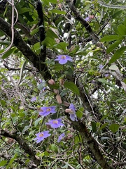 Thunbergia laurifolia image