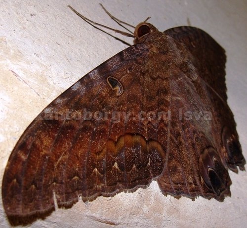 Erebinae image