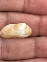 Barbatia domingensis