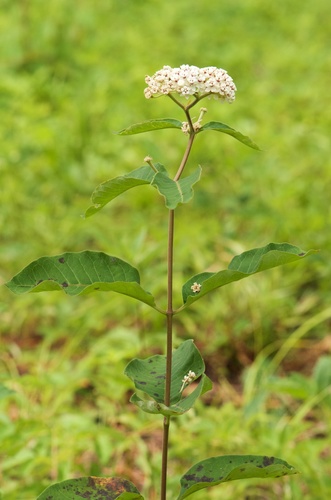 redring milkweed
