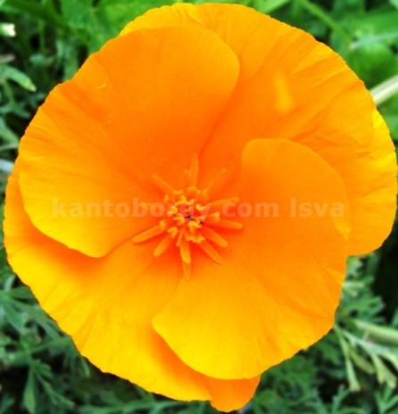 Papaveraceae image