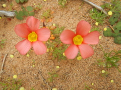 Oxalis inaequalis