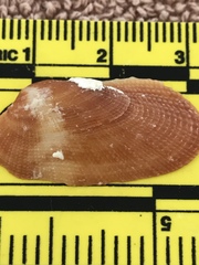 Barbatia domingensis