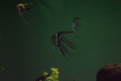 Pterophyllum scalare