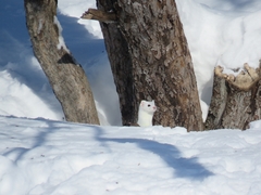 Mustela