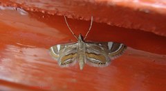Strepsinoma croesusalis