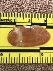 Barbatia domingensis
