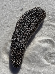 Holothuria princeps