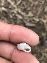 Praticolella trimatris