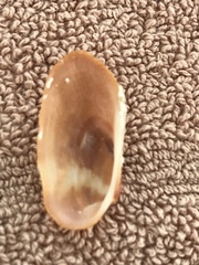 Barbatia domingensis