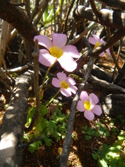 Oxalis inaequalis