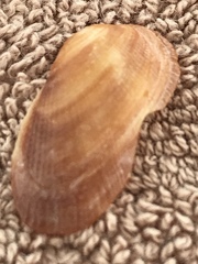 Barbatia domingensis