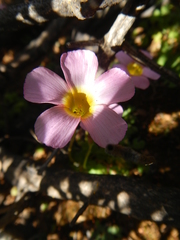 Oxalis inaequalis