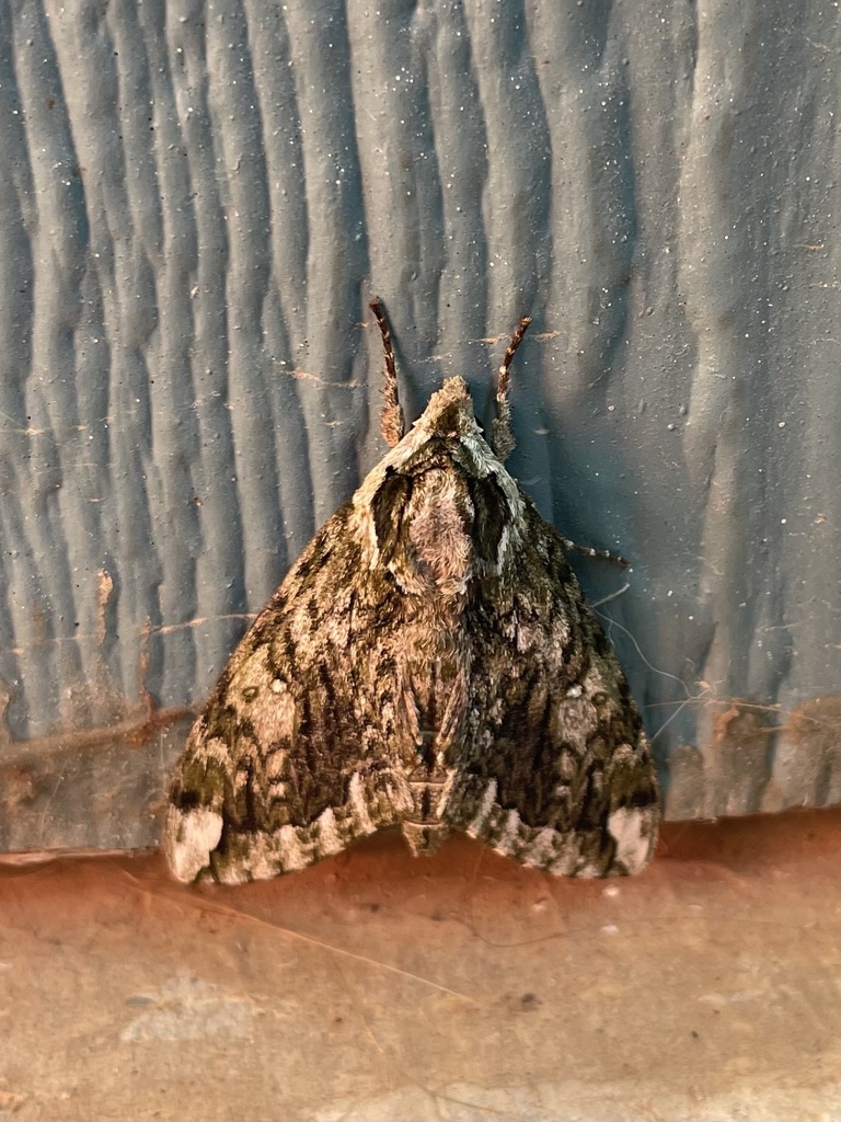 Hagen's Sphinx from S Jardot Rd, Stillwater, OK, US on August 1, 2023 ...