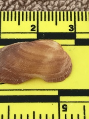 Barbatia domingensis