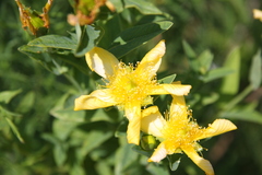 Hypericum ascyron pyramidatum