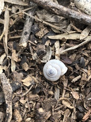 Praticolella trimatris