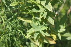 Hypericum ascyron pyramidatum