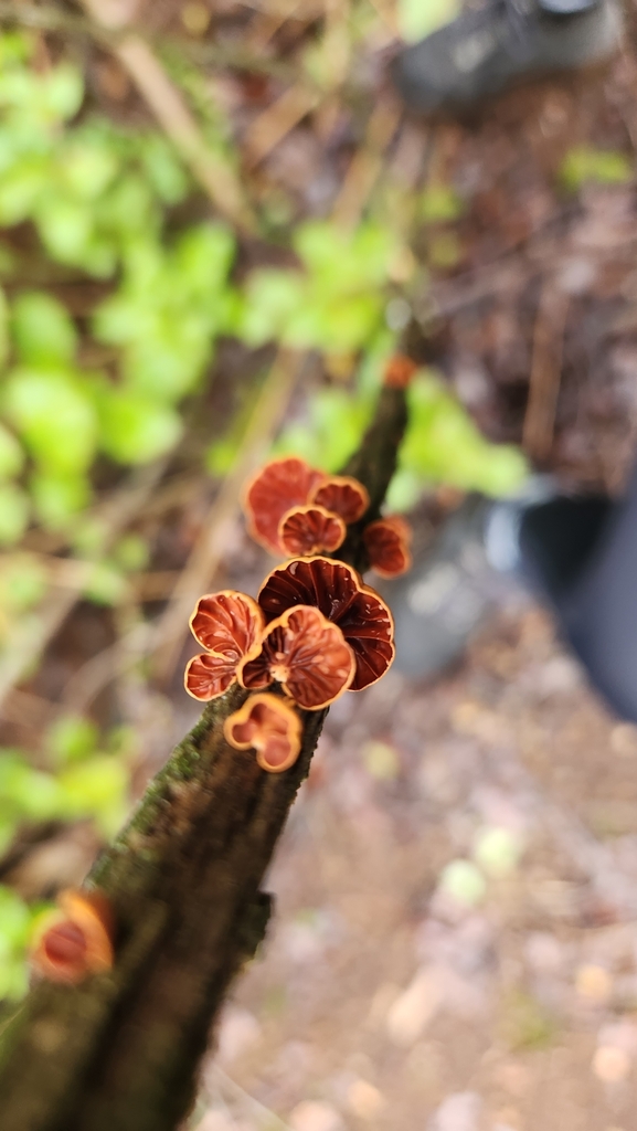 Anthracophyllum discolor · July 2023 · photo: © laflorifunga_ (iNaturalist, cc-by)