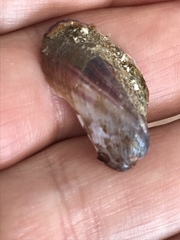 Modiolus americanus