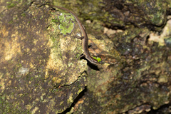 Bellona Skink photo 5