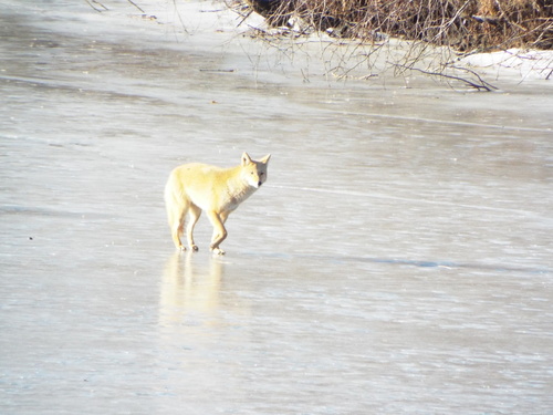 Coyote photographed in Massachusetts