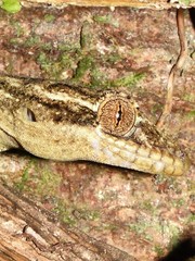 Thecadactylus solimoensis