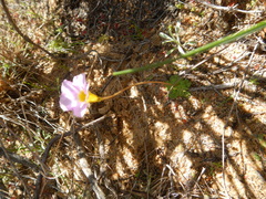 Oxalis inaequalis