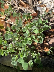 Trifolium incarnatum