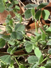 Trifolium incarnatum
