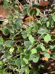 Trifolium incarnatum