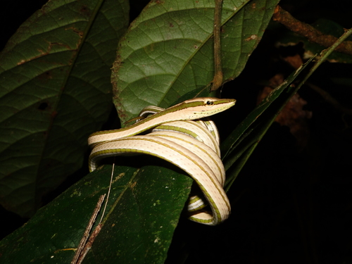 Photo of a Diurnal Vine Snake (Xenoxybelis argenteus)
