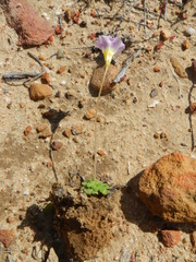 Oxalis inaequalis