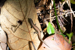 Bellona Skink photo 2