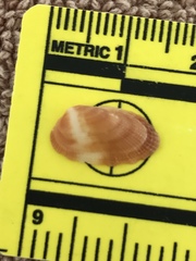 Barbatia domingensis