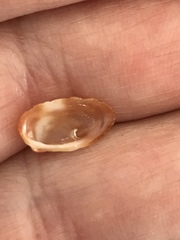 Barbatia domingensis