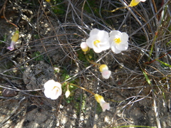 Oxalis inaequalis