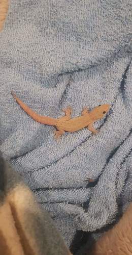 Hemidactylus frenatus