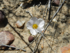 Oxalis inaequalis