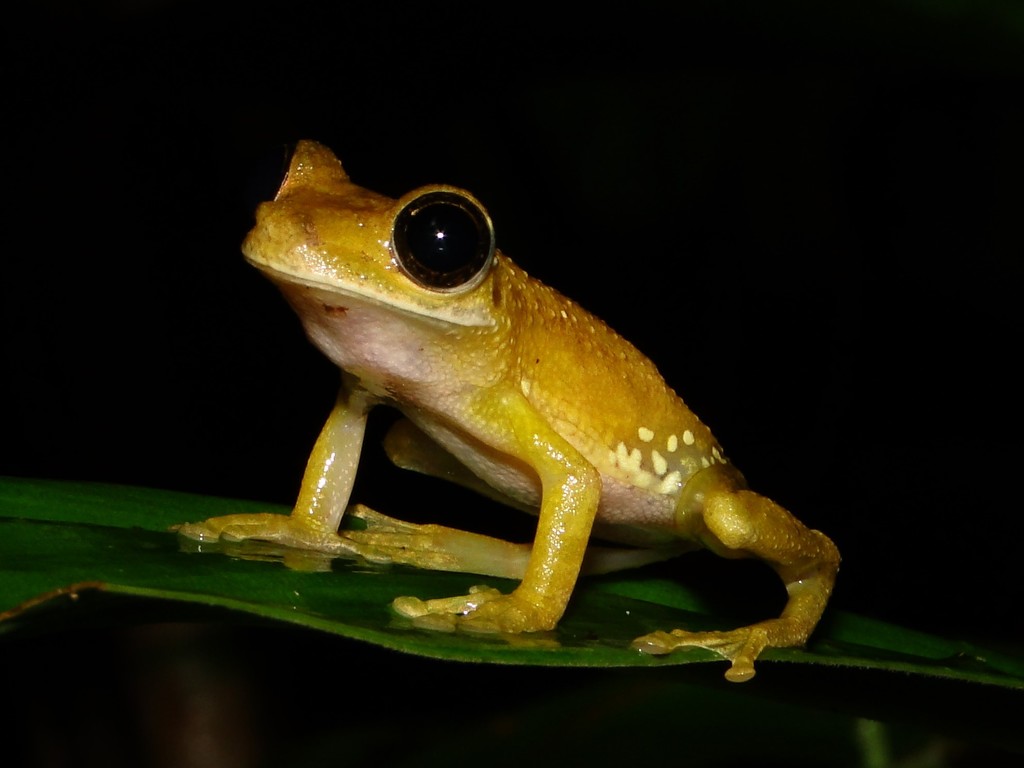 Whitebelly Treefrog