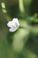 Epilobium leptophyllum