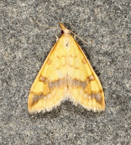 Choristostigma plumbosignalis photo 5