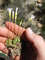 Oxalis inaequalis
