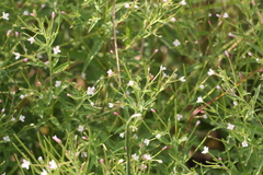 Epilobium leptophyllum