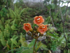 Rhytidophyllum bicolor