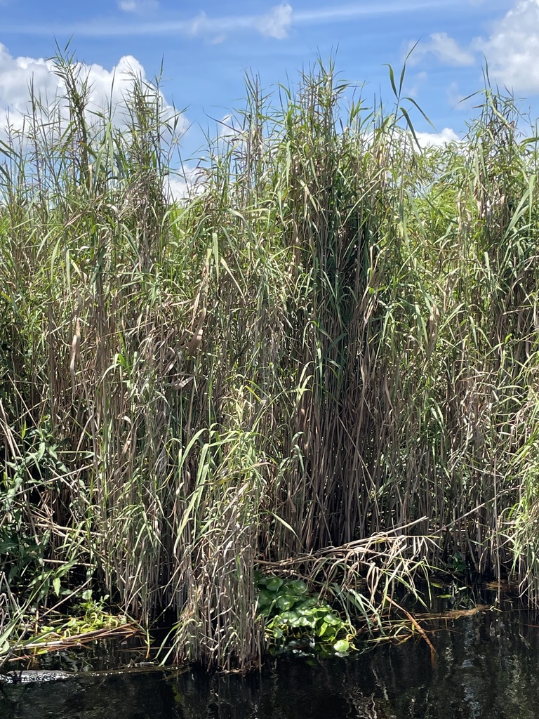 subtropical common reed from Kissimmee River, Okeechobee, FL, US on