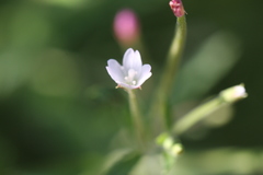 Epilobium leptophyllum