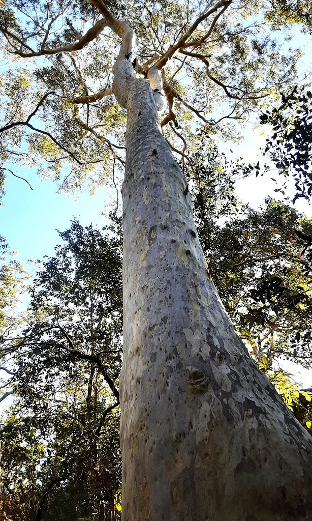 Spotted Gum from Nowra - Bomaderry NSW, Australia on July 25, 2023 at ...