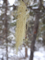 Usnea perplexans